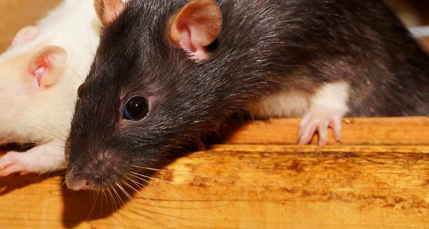 Australia Torna la piaga dei topi