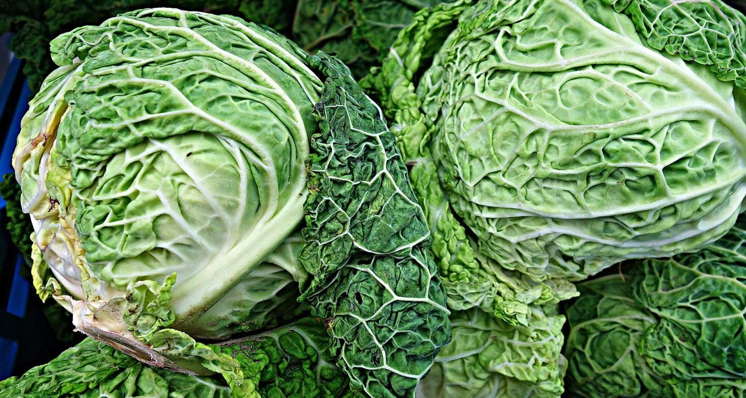 Il cavolo ricco di vitamina K raffoza le ossa