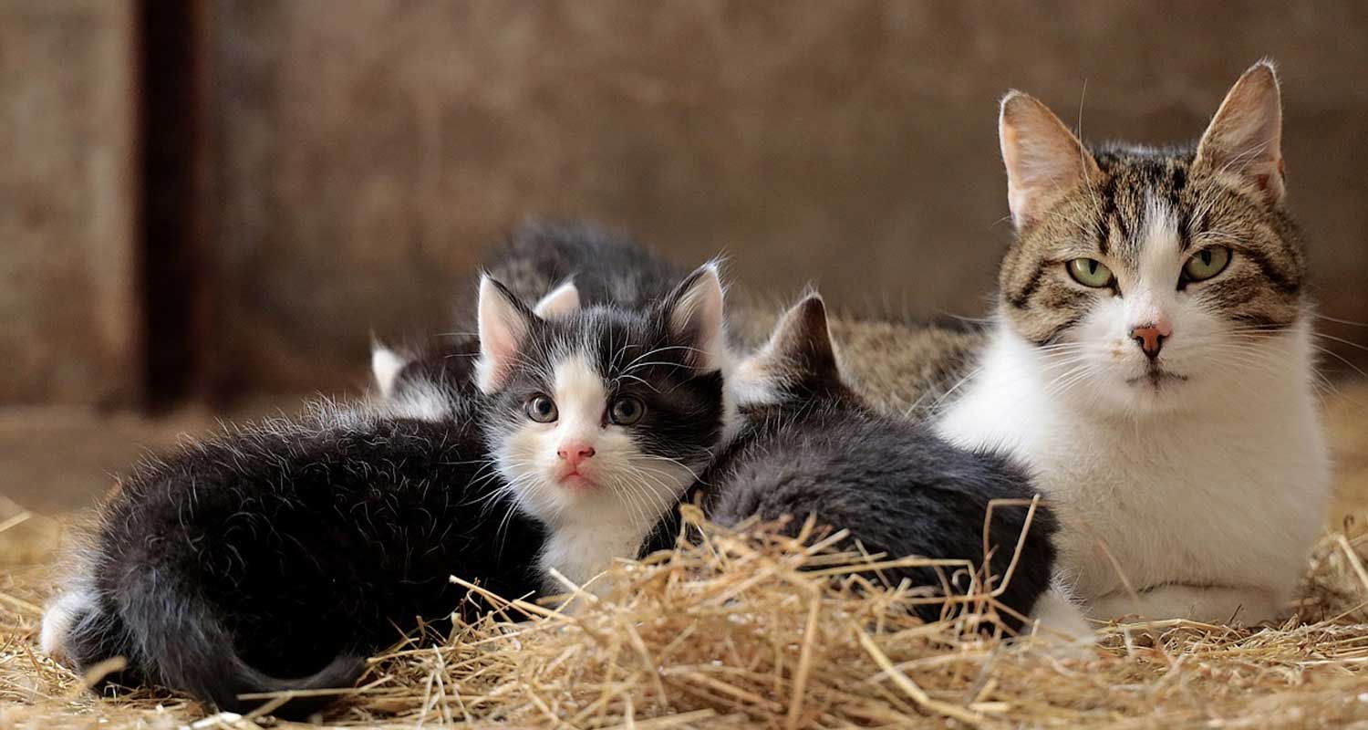 Gatto non allergico un rimedio utile per chi soffre di allergie