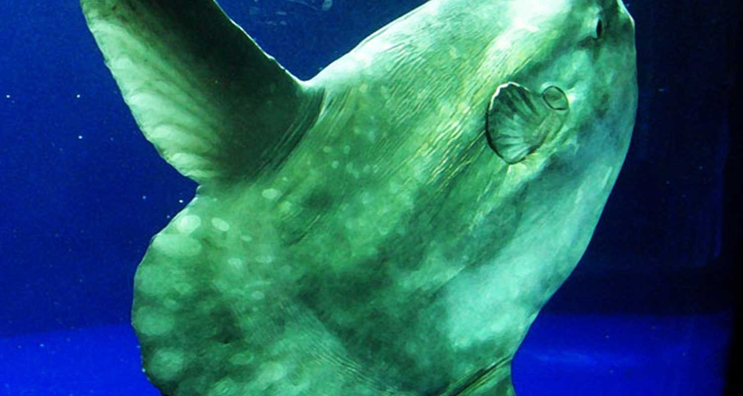 Pesce luna che pesa piu di una tonnelata il video