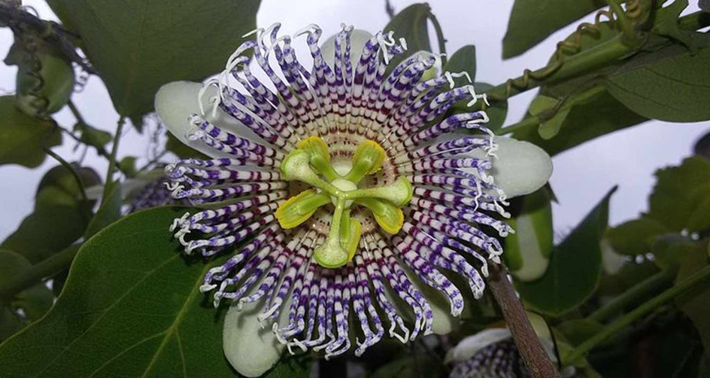 Passiflora il fiore della passione utile per insonnia