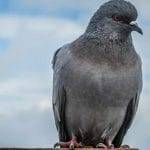 Hai mai visto dei piccioni piccoli per strada