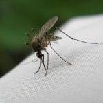 Punture di insetti Come comportarsi