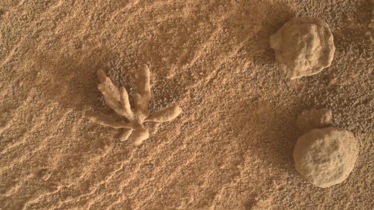 Curiosity mostra uno scatto di una pianta su Marte