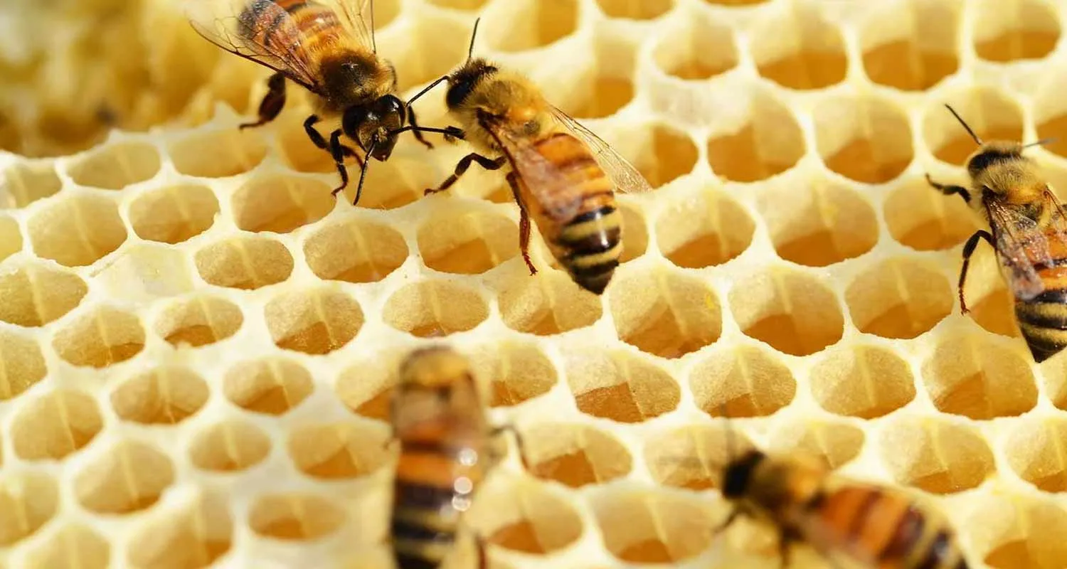 La pappa reale dopo quanto tempo fa effetto e a cosa serve