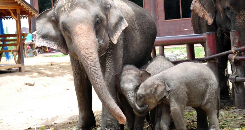 Mamma Elefante salva il figlio da annegamento