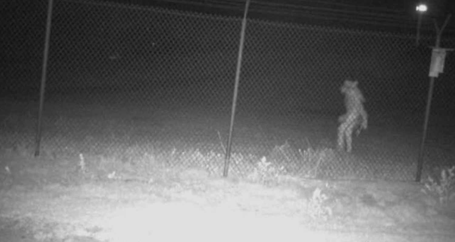 Resta il mistero sulla creatura filmata nello zoo in Messico