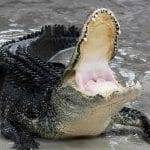 In Messico il sindaco sposa un alligatore per buon augurio