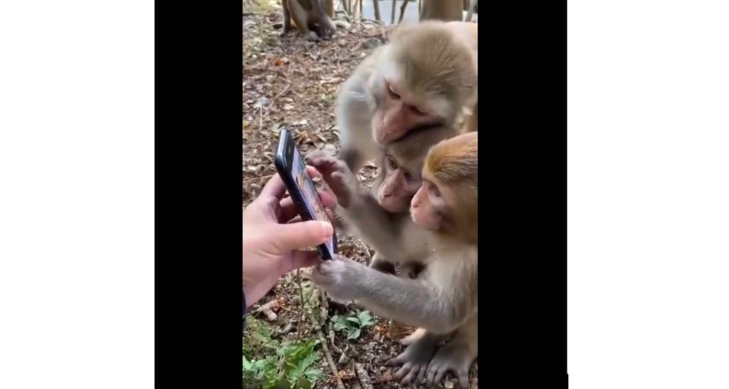 Le scimmie utilizzano i social e fanno impazzire il web
