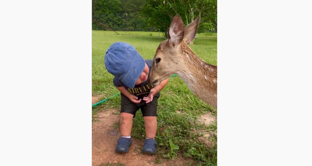 Nella giornata del bacio vince un bambino che bacia un cucciolo di cervo