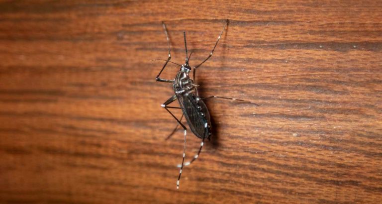 Perchè le zanzare pungono di più alcune persone?
