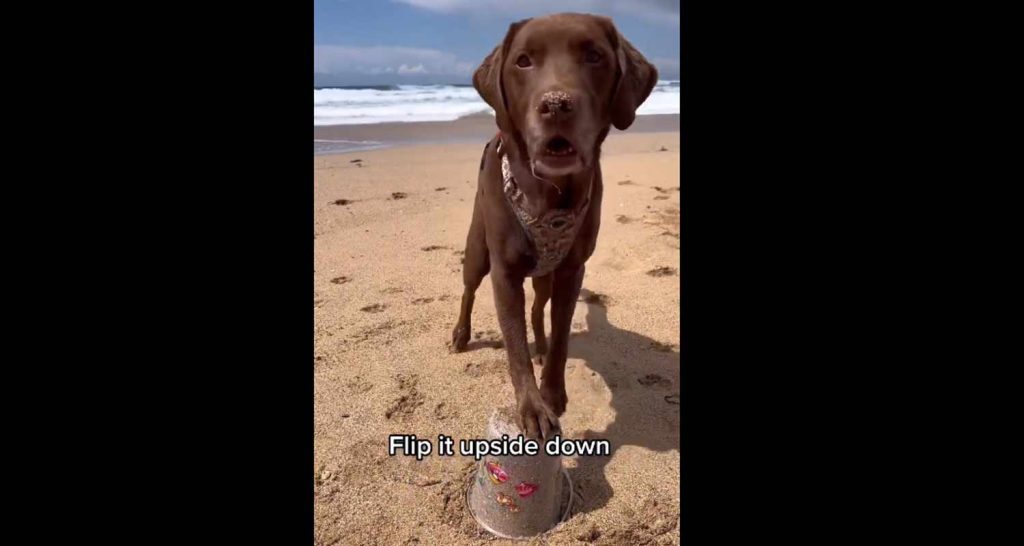 incredibile video virale di due cani che fanno un castello di sabbia