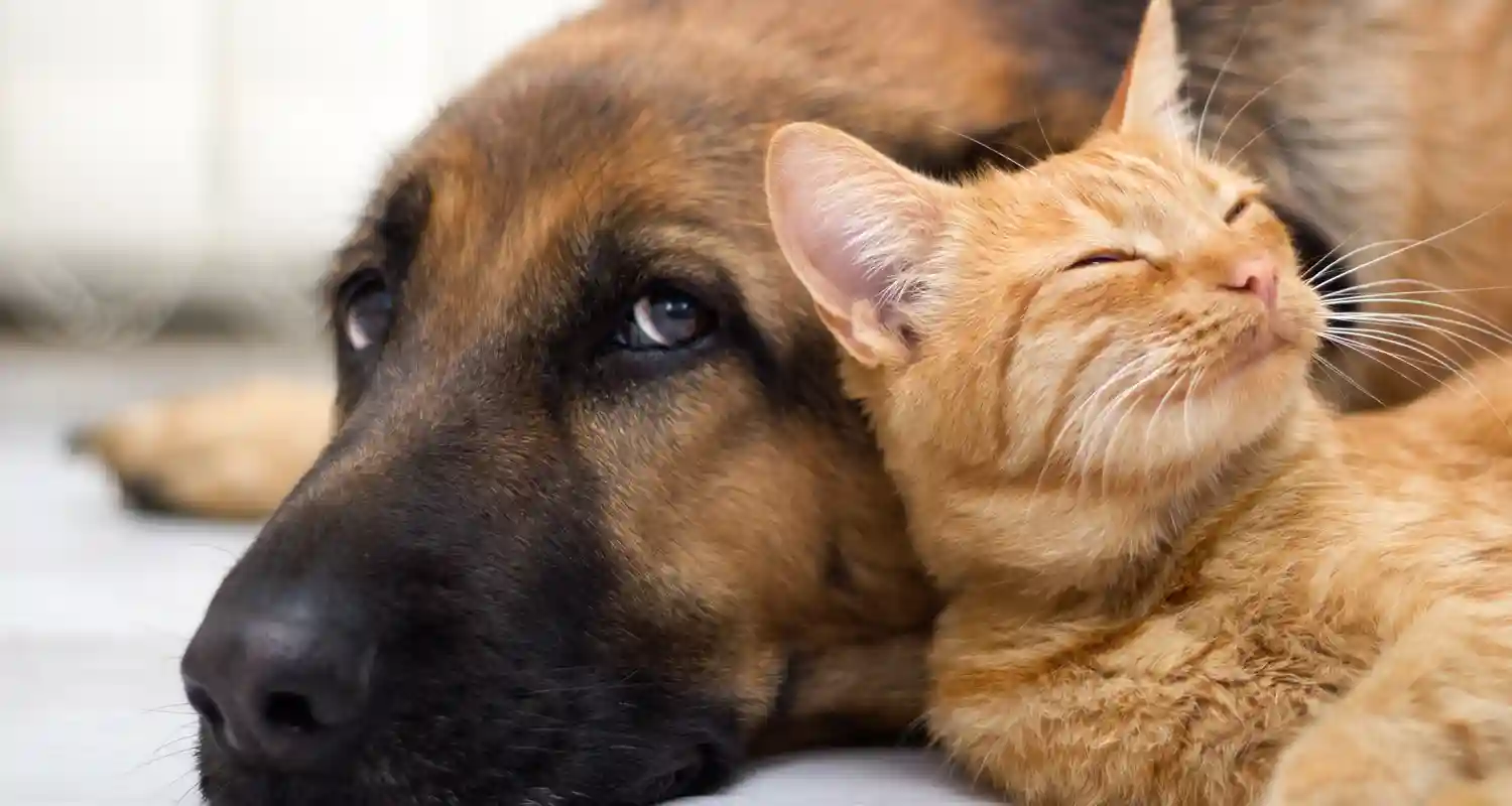 Cani gatti e uccelli come vedono il mondo rispetto a noi