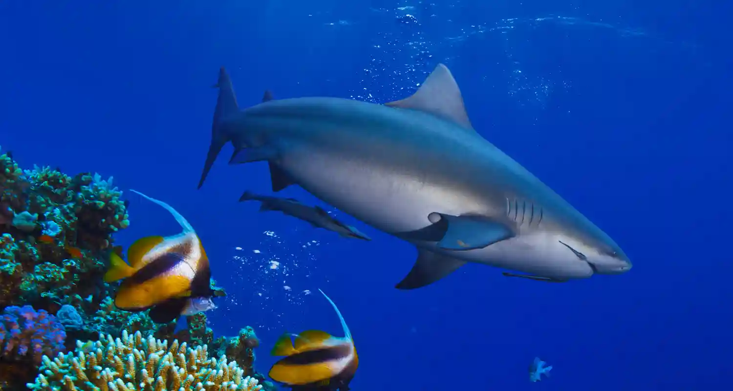 Influencer cinese si fotografa accanto ad uno squalo e poi lo mangia