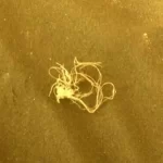 La Nasa spiega ufficialmente il mistero di intreccio trovato su Marte