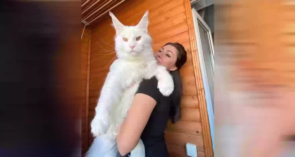 incredibile gatto gigante il piu grande del mondo