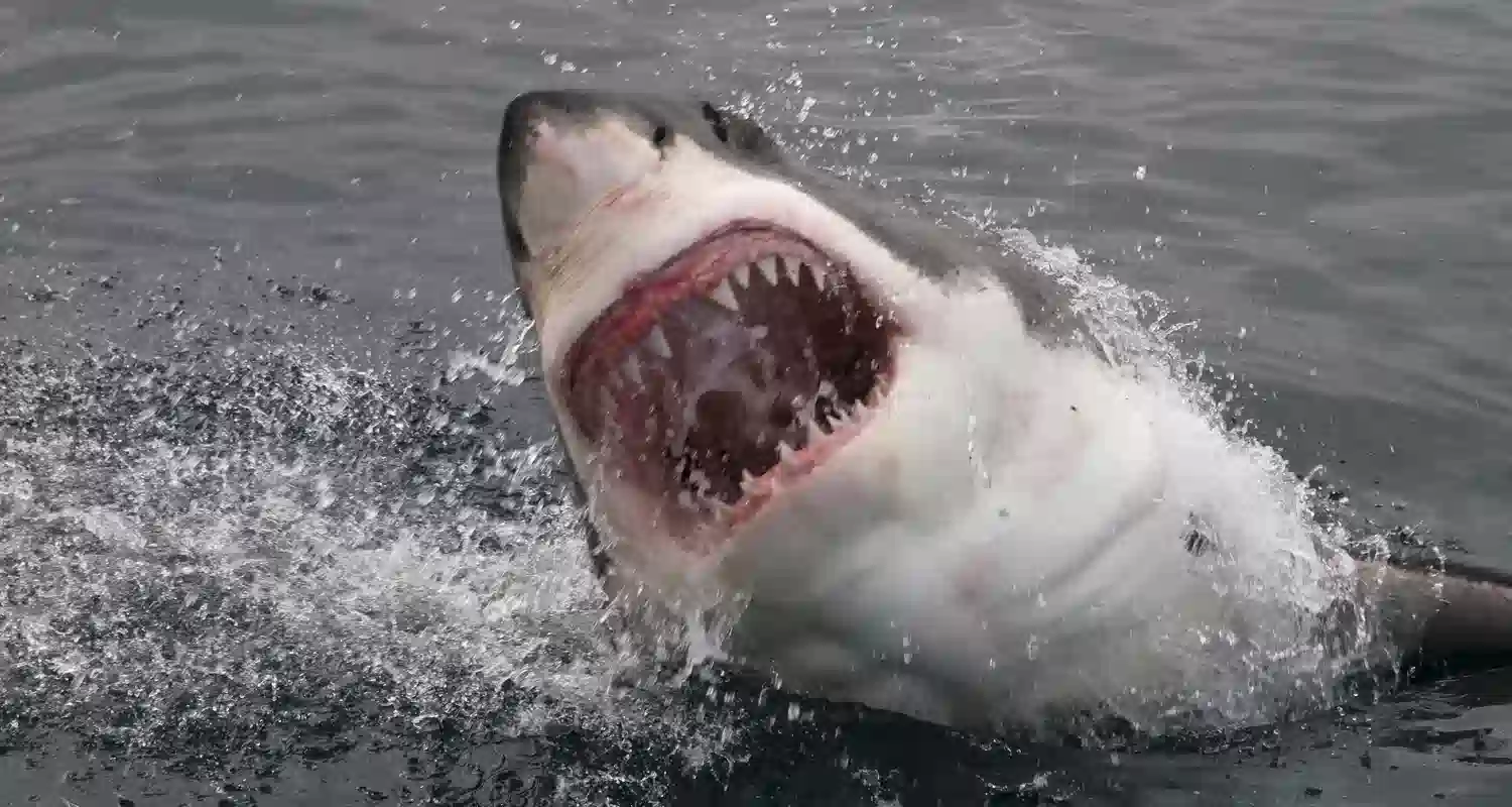 Florida uragano scaraventa uno squalo per strada
