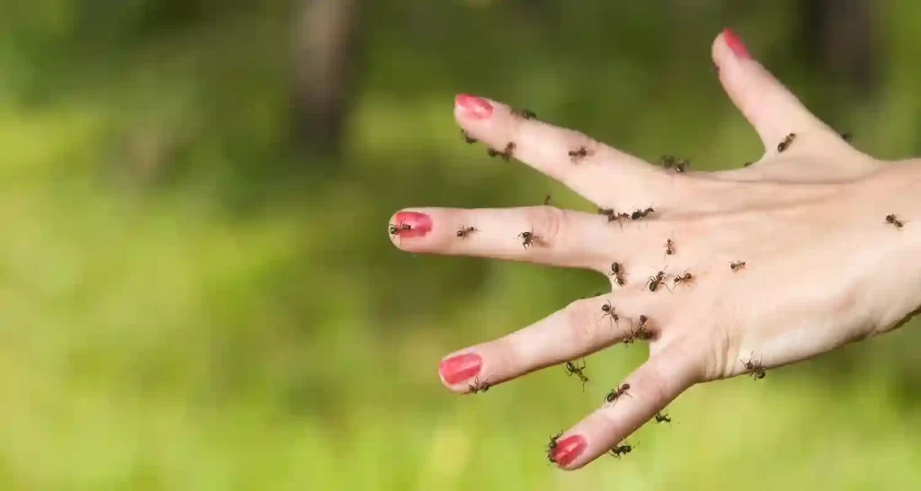 Quanto pesano tutte le formiche sulla Terra