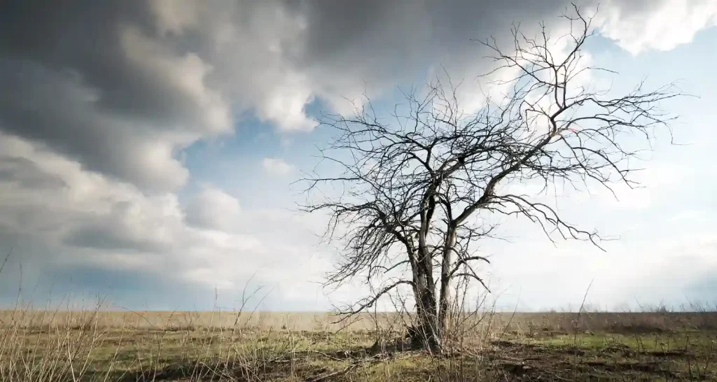 Scienziati lanciano allarme Stanno sparendo gli alberi