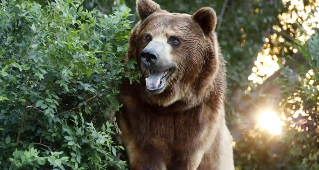 Un orso fa irruzione ad una festa e mangia tutto