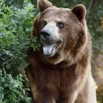 Un orso fa irruzione ad una festa e mangia tutto