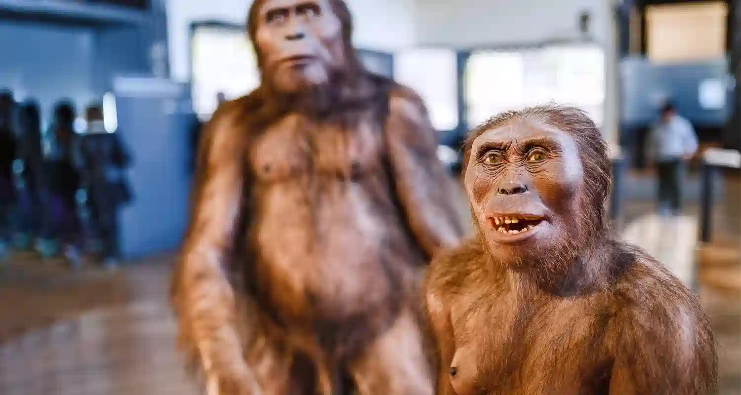 Le scimmie si stanno evolvendo e stanno lasciando gli alberi