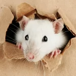 Ai topi piace Michael Jackson e i Queen