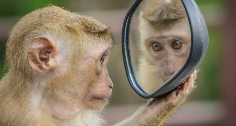 Gli animali si riconoscono allo specchio?