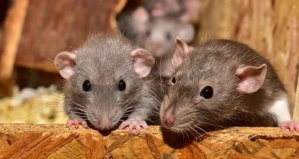 I topi mangiano tutta la cannabis sequestrata dalla polizia