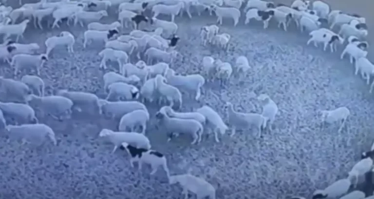 Scoperto il motivo delle pecore che girano in tondo