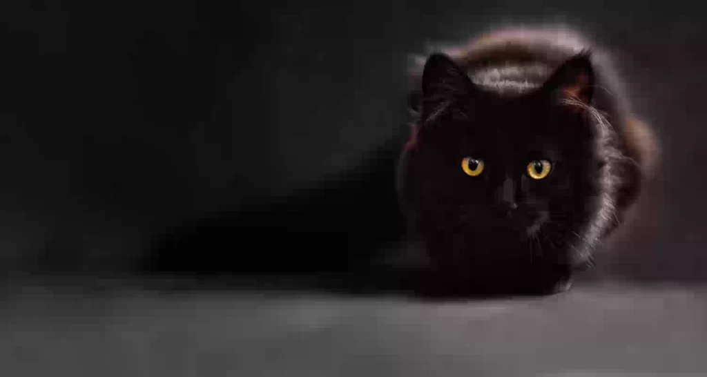 Gatto nero da dove deriva la superstizione