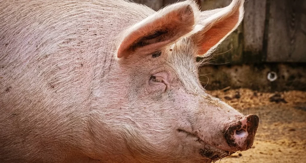 Hong Kong ucciso dal maiale che doveva macellare