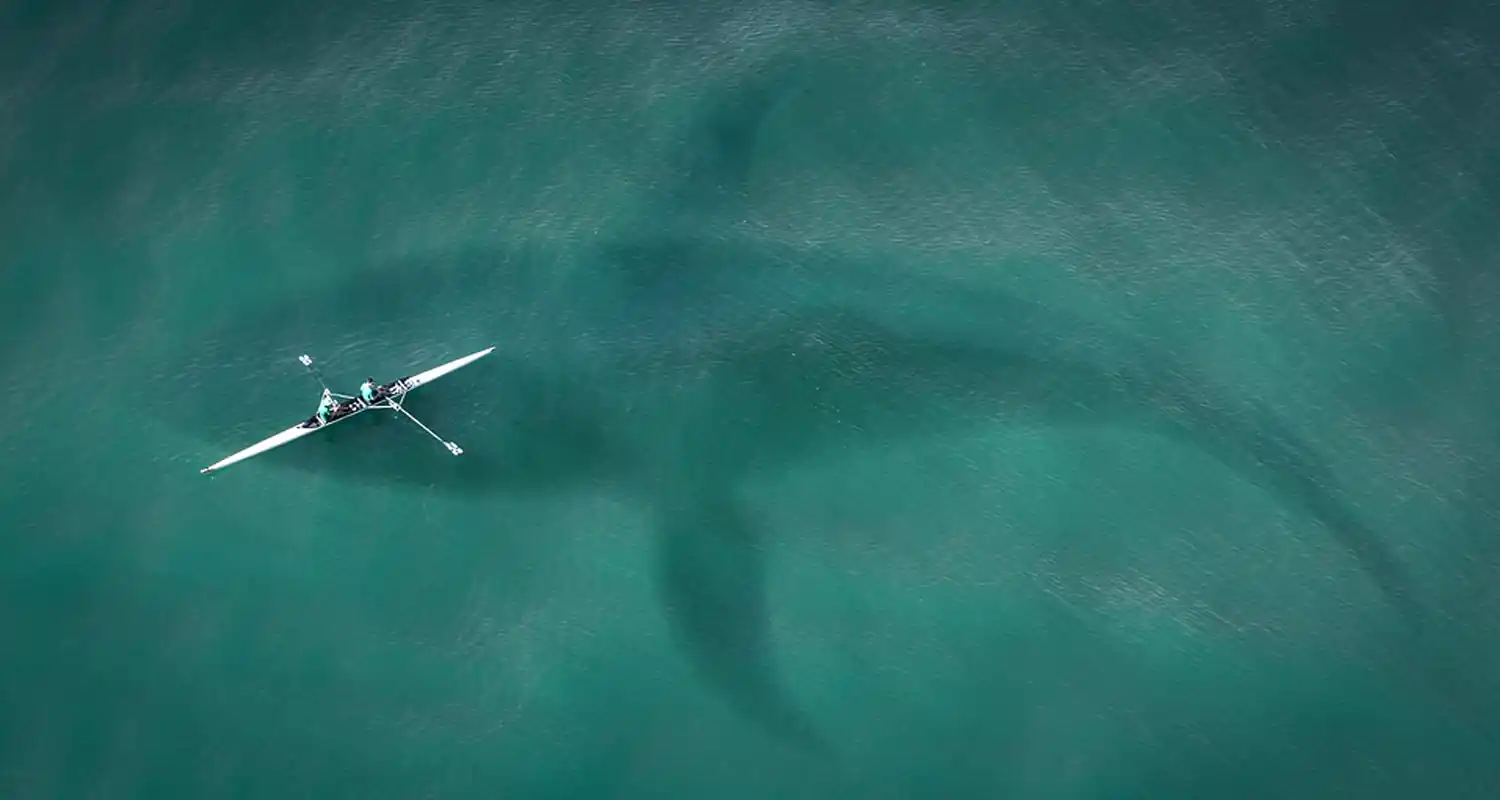 Un bambino trova un dente di megalodonte sulla spiaggia