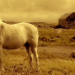 vero che i cavalli dormono in piedi