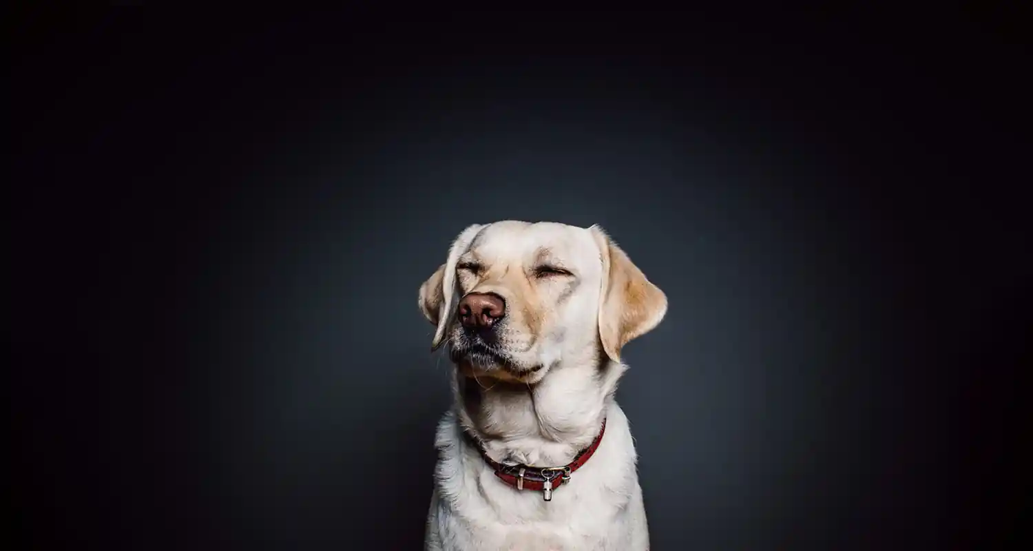 4 mesi di carcere per non aver pulito gli escrementi del cane