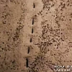 Cosa sono quei misteriosi buchi trovati sul fondo de oceano