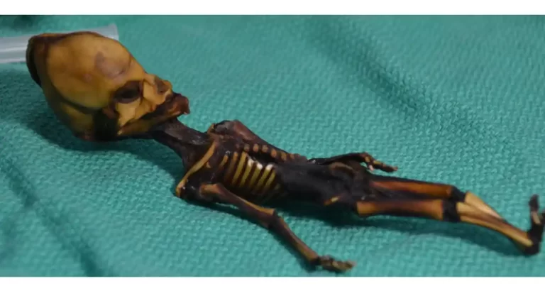 Risolto il mistero del piccolo scheletro alieno