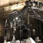 Svizzera T-Rex venduto per 5 milioni di euro