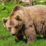 Cosa fare se si incontra un orso