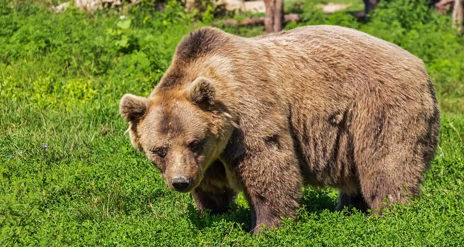 Cosa fare se si incontra un orso