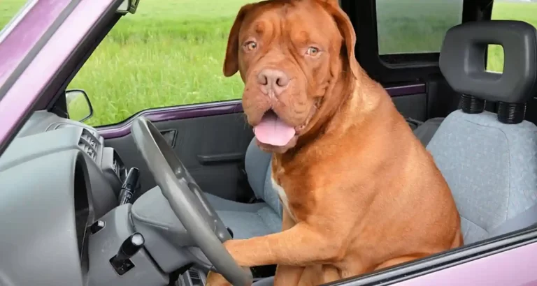 Guida in stato di ebbrezza, da la colpa al suo cane al volante