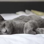 Olanda Divieto di uccidere gli animali domestici anche se vecchi e malati