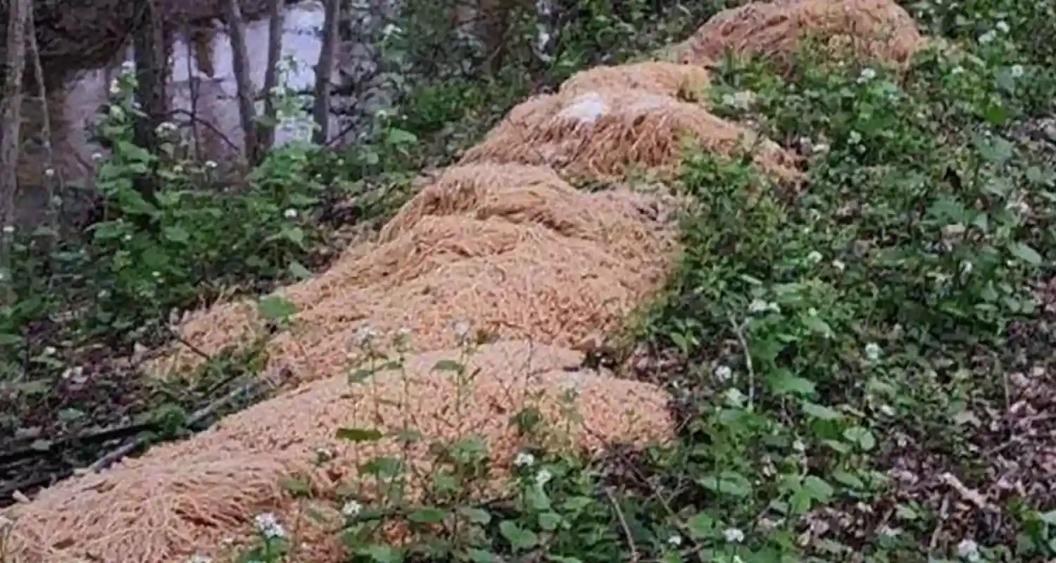 Pasta bollita ritrovata in una foresta