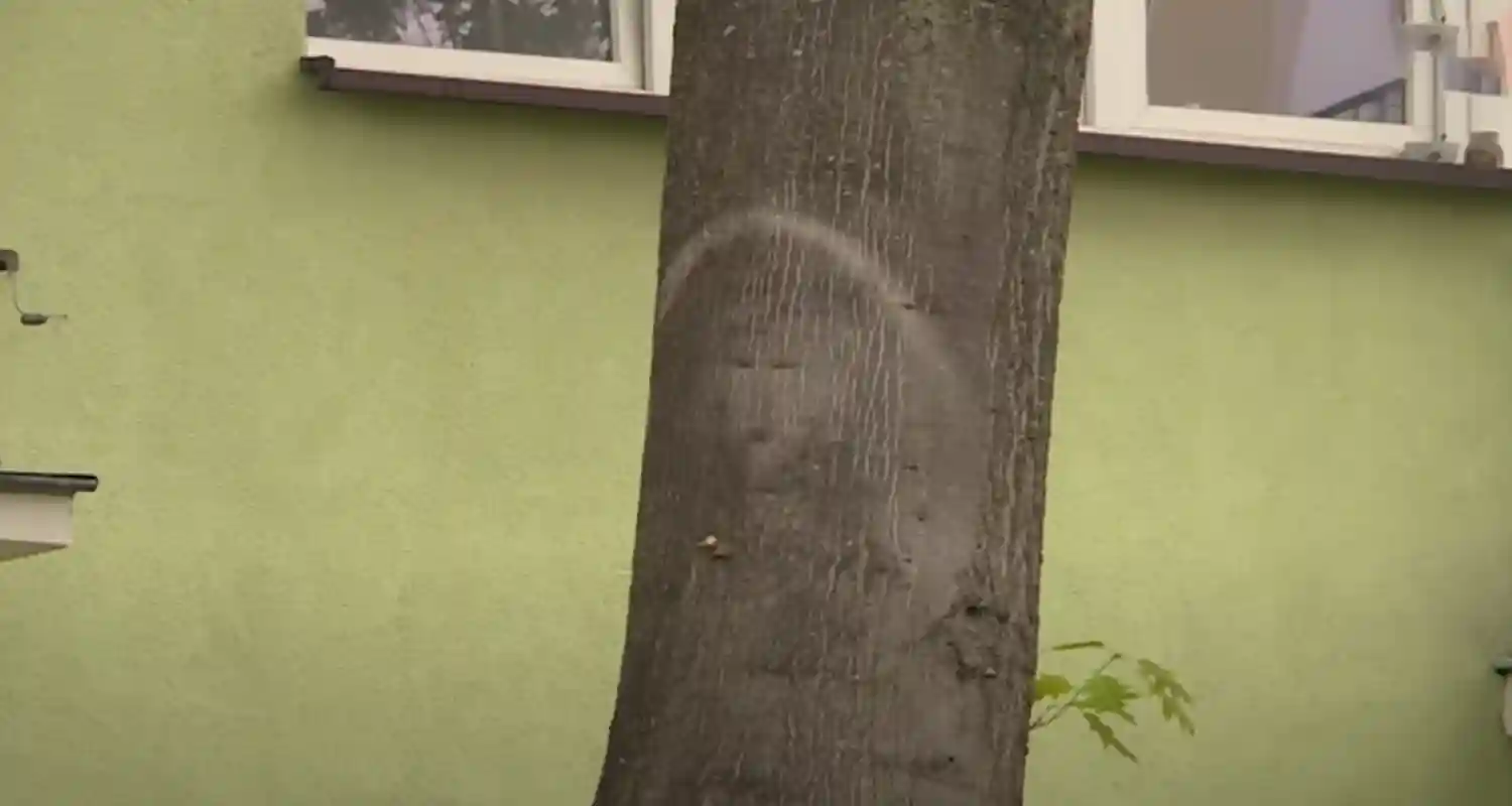 Rivelazione divina Gesu appare su un tronco di albero