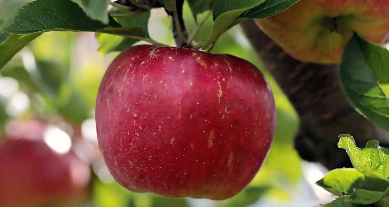 Azienda agricola utilizza una mela rossa come marchio e viene citata da Apple