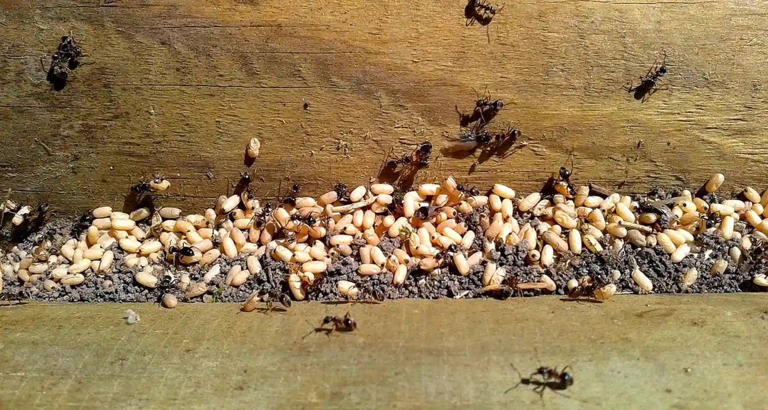 Invasione di strani insetti a New York si grida a apocalisse