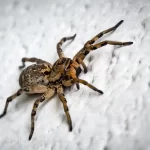 Ma vero che i ragni portano sfortuna