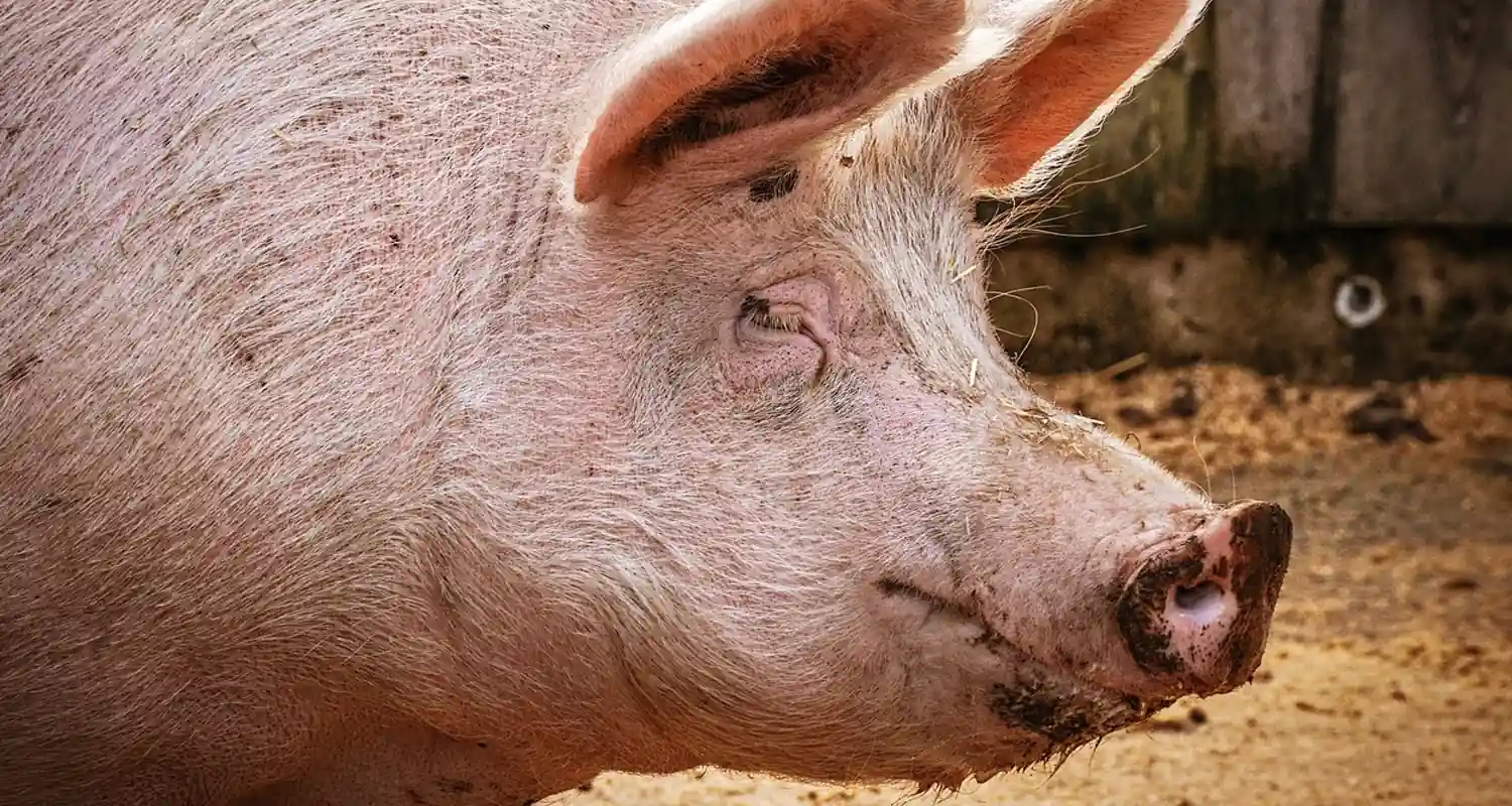 Pigcasso il maiale che vende dipinti da milioni di euro