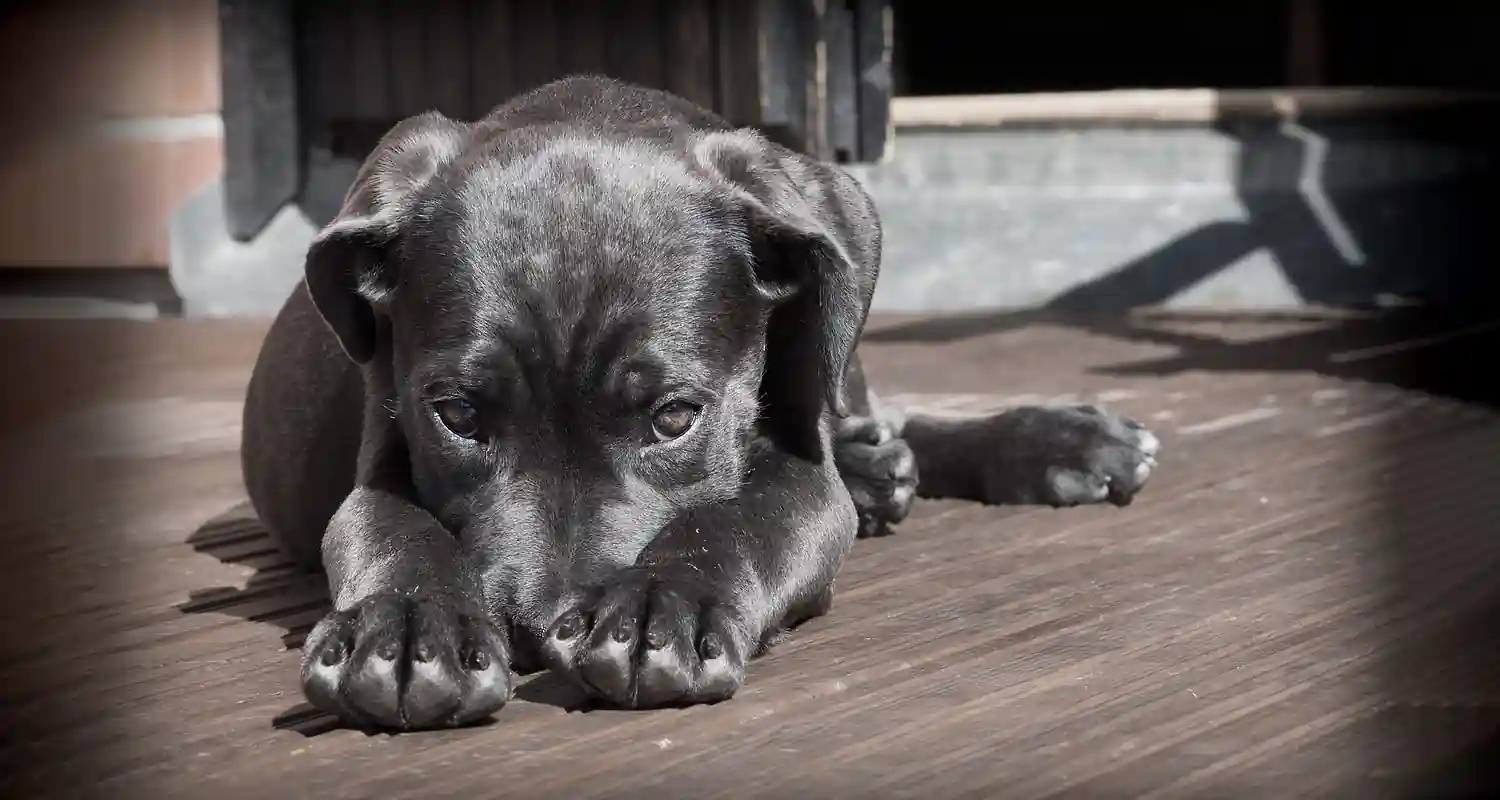 vero che i cani capiscono lo spagnolo