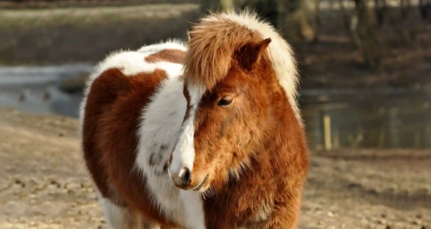 A Parigi vietate le passeggiate sui Pony